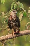 Snail Kite